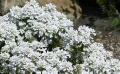Snow Cone Candytuft (Iberis Sempervirens) - 5 Pack Of Quart Pots -Plant Shop iberis sempervirens snow cone candytuft 4