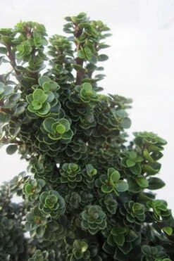 Dwarf Pagoda Japanese Holly - 2 Gallon Pot -Plant Shop ilex crenata dwarf pagoda japanese holly 1