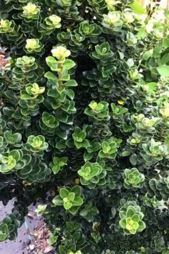 Dwarf Pagoda Japanese Holly - 2 Gallon Pot -Plant Shop ilex crenata dwarf pagoda japanese holly 2