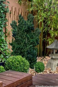 Dwarf Pagoda Japanese Holly - 2 Gallon Pot -Plant Shop ilex crenata dwarf pagoda japanese holly 5