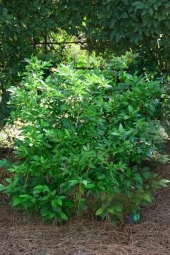 Southern Gentleman Winterberry Male Holly - 1 Gallon Pot -Plant Shop ilex verticillata southern gentleman male winterberry holly 1