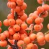 Winter Gold Female Winterberry Holly - 3 Gallon Pot -Plant Shop ilex verticillata winter gold winterberry holly 1