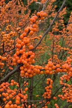 Winter Gold Female Winterberry Holly - 3 Gallon Pot -Plant Shop ilex verticillata winter gold winterberry holly 3
