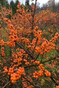 Winter Gold Female Winterberry Holly - 3 Gallon Pot -Plant Shop ilex verticillata winter gold winterberry holly 4