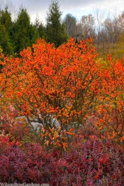Winter Gold Female Winterberry Holly - 3 Gallon Pot -Plant Shop ilex verticillata winter gold winterberry holly 7
