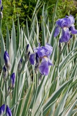 Zebra Variegated Sweet Iris (Iris Pallida 'Albo Variegata') - 1 Gallon Pot 11 Zebra Variegated Sweet Iris (Iris Pallida 'Albo Variegata') - 1 Gallon Pot -Plant Shop iris pallida albo variegata sweet iris 1