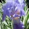 Zebra Variegated Sweet Iris (Iris Pallida 'Albo Variegata') - 1 Gallon Pot 2 Zebra Variegated Sweet Iris (Iris Pallida 'Albo Variegata') - 1 Gallon Pot -Plant Shop iris pallida albo variegata sweet iris 2