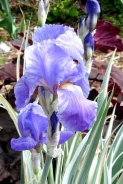 Zebra Variegated Sweet Iris (Iris Pallida 'Albo Variegata') - 1 Gallon Pot 13 Zebra Variegated Sweet Iris (Iris Pallida 'Albo Variegata') - 1 Gallon Pot -Plant Shop iris pallida albo variegata sweet iris 3