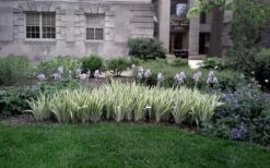 Zebra Variegated Sweet Iris (Iris Pallida 'Albo Variegata') - 1 Gallon Pot 12 Zebra Variegated Sweet Iris (Iris Pallida 'Albo Variegata') - 1 Gallon Pot -Plant Shop iris pallida albo variegata sweet iris 4