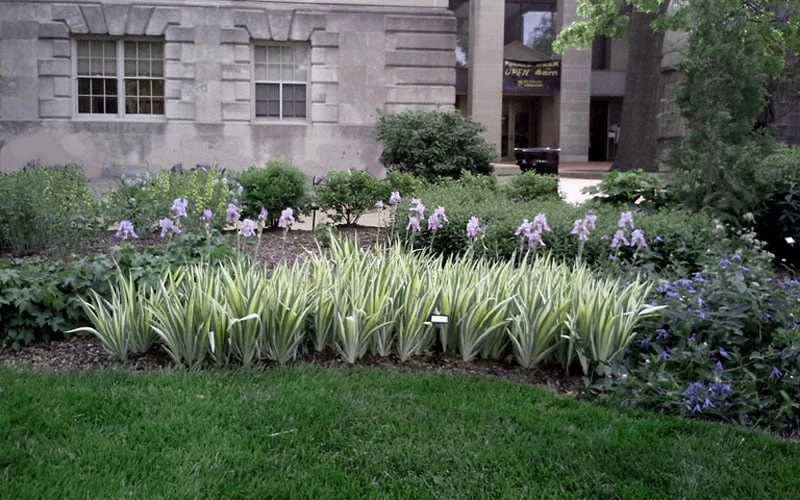 Zebra Variegated Sweet Iris (Iris Pallida 'Albo Variegata') - 1 Gallon Pot 7 Zebra Variegated Sweet Iris (Iris Pallida 'Albo Variegata') - 1 Gallon Pot - Image 5
