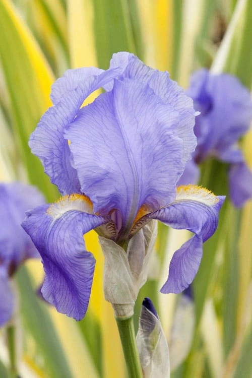 Golden Variegated Sweet Iris - 1 Gallon Pot 6 Golden Variegated Sweet Iris - 1 Gallon Pot - Image 4