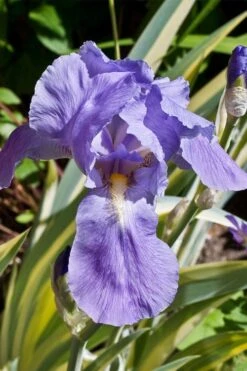 Golden Variegated Sweet Iris - 1 Gallon Pot 14 Golden Variegated Sweet Iris - 1 Gallon Pot -Plant Shop iris pallida aureo variegata 11