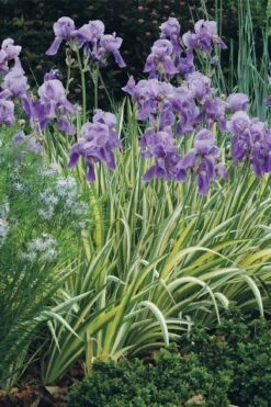 Golden Variegated Sweet Iris - 1 Gallon Pot 15 Golden Variegated Sweet Iris - 1 Gallon Pot -Plant Shop iris pallida aureo variegata 15