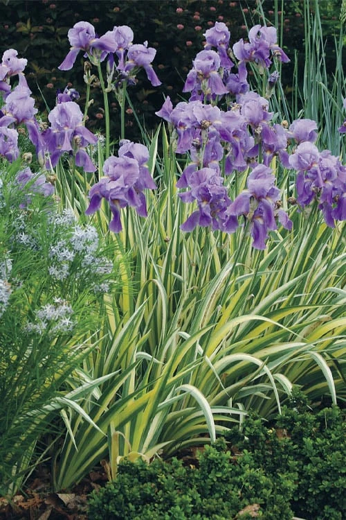 Golden Variegated Sweet Iris - 1 Gallon Pot 9 Golden Variegated Sweet Iris - 1 Gallon Pot - Image 7