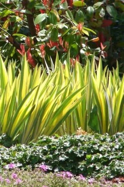 Golden Variegated Sweet Iris - 1 Gallon Pot 13 Golden Variegated Sweet Iris - 1 Gallon Pot -Plant Shop iris pallida aureo variegata 16