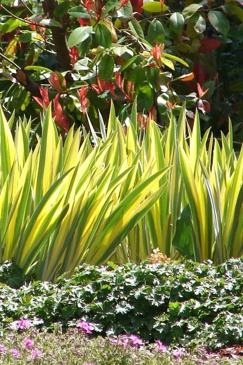 Golden Variegated Sweet Iris - 1 Gallon Pot 7 Golden Variegated Sweet Iris - 1 Gallon Pot - Image 5