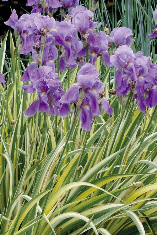 Golden Variegated Sweet Iris - 1 Gallon Pot 3 Golden Variegated Sweet Iris - 1 Gallon Pot