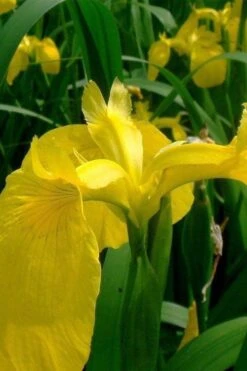 Yellow Flag Iris - 1 Gallon Pot -Plant Shop iris pseudacorus yellow flag 11