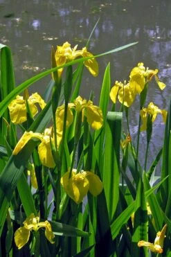 Yellow Flag Iris - 1 Gallon Pot -Plant Shop iris pseudacorus yellow flag 13