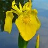 Yellow Flag Iris - 1 Gallon Pot -Plant Shop iris pseudacorus yellow flag 14