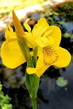 Yellow Flag Iris - 1 Gallon Pot -Plant Shop iris pseudacorus yellow flag 15