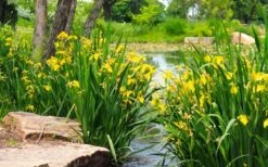 Yellow Flag Iris - 6 Pack Of 1 Gallon Pots -Plant Shop iris pseudacorus yellow flag 16 1