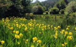 Yellow Flag Iris - 6 Pack Of 1 Gallon Pots -Plant Shop iris pseudacorus yellow flag 17 1