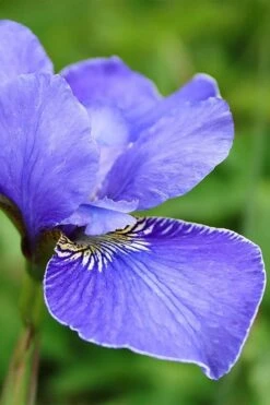 Silver Edge Siberian Iris - 1 Gallon Pot -Plant Shop iris sibirica silver edge siberian 1