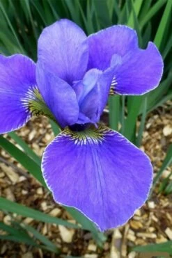 Silver Edge Siberian Iris - 1 Gallon Pot -Plant Shop iris sibirica silver edge siberian 4