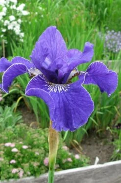 Silver Edge Siberian Iris - 1 Gallon Pot -Plant Shop iris sibirica silver edge siberian 6