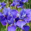 Silver Edge Siberian Iris - 1 Gallon Pot -Plant Shop iris sibirica silver edge siberian 7