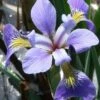 Blue Flag Iris (Iris Versicolor) - 6 Pack Of 1 Gallon Pots -Plant Shop iris versicolor blue flag 4