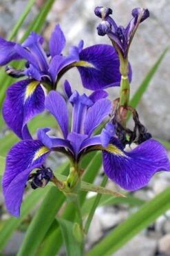 Harlequin Blue Flag Iris (Iris Versicolor) - 1 Gallon Pot -Plant Shop iris versicolor harlequin blue flag 1