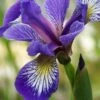 Harlequin Blue Flag Iris (Iris Versicolor) - 1 Gallon Pot