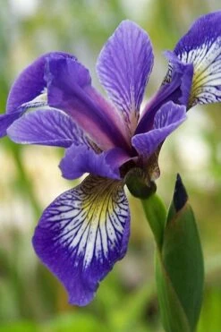 Harlequin Blue Flag Iris (Iris Versicolor) - 1 Gallon Pot
