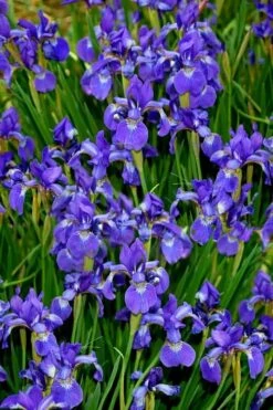 Harlequin Blue Flag Iris (Iris Versicolor) - 1 Gallon Pot -Plant Shop iris versicolor harlequin blue flag 7