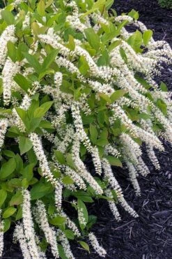 Little Henry Virginia Sweetspire (Itea) - 3 Gallon Pot 13 Little Henry Virginia Sweetspire (Itea) - 3 Gallon Pot -Plant Shop itea virginica little henry virginia sweetspire 1