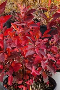 Little Henry Virginia Sweetspire (Itea) - 3 Gallon Pot 12 Little Henry Virginia Sweetspire (Itea) - 3 Gallon Pot -Plant Shop itea virginica little henry virginia sweetspire 3