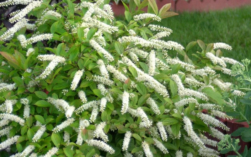 Little Henry Virginia Sweetspire (Itea) - 3 Gallon Pot 8 Little Henry Virginia Sweetspire (Itea) - 3 Gallon Pot - Image 6