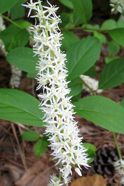 Little Henry Virginia Sweetspire (Itea) - 3 Gallon Pot 9 Little Henry Virginia Sweetspire (Itea) - 3 Gallon Pot - Image 7