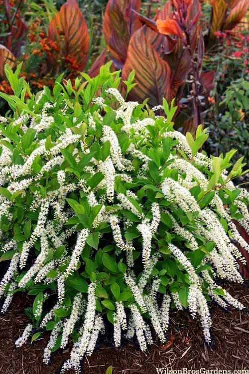 Little Henry Virginia Sweetspire (Itea) - 3 Gallon Pot 3 Little Henry Virginia Sweetspire (Itea) - 3 Gallon Pot