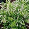 Scentlandia Sweetspire (Itea Virginica) - 3 Gallon Pot -Plant Shop itea virginica scentlandia virginia sweetspire 4