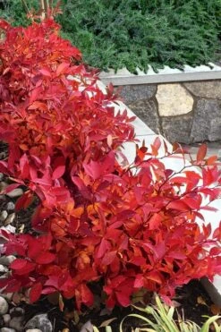 Scentlandia Sweetspire (Itea Virginica) - 3 Gallon Pot -Plant Shop itea virginica scentlandia virginia sweetspire 7