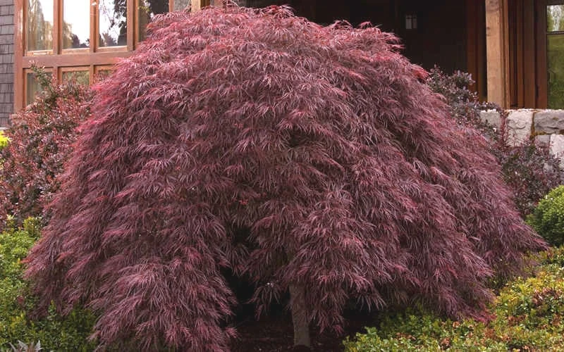 Crimson Queen Dwarf Japanese Maple - 3 Gallon Pot 6 Crimson Queen Dwarf Japanese Maple - 3 Gallon Pot - Image 4