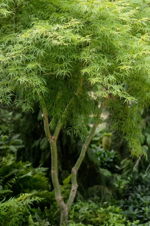 Seiryu Japanese Maple - 1 Gallon Pot 3 Seiryu Japanese Maple - 1 Gallon Pot