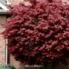 Bloodgood Red Leaf Japanese Maple - 5 Gallon Pot (6-7') -Plant Shop japanese maple bloodgood 10
