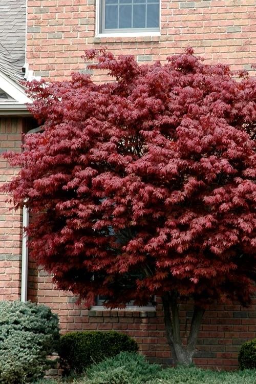 Bloodgood Red Leaf Japanese Maple - 5 Gallon Pot (6-7') 3 Bloodgood Red Leaf Japanese Maple - 5 Gallon Pot (6-7')