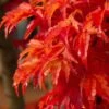 Lions Head Japanese Maple (Acer Palmatum 'Shishigashira') - 2.5 Gallon Pot 1 Lions Head Japanese Maple (Acer Palmatum 'Shishigashira') - 2.5 Gallon Pot -Plant Shop japanese maple lions head shishigashira 5