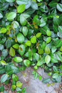 Asian Jasmine (Trachelospermum Asiaticum) - 72 Pack Of 3.5" Pint Pots -Plant Shop jasmine asian 10