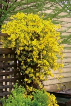 Carolina Yellow Jasmine - Jessamine (Gelsium Sempervirens) - 6 Pack Of 1 Gallon Pots -Plant Shop jasmine carolina 21